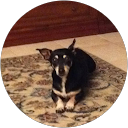 Sara Cavaliere profile picture